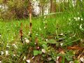 Equisetum arvense